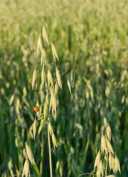 Close up of oat plant and ladybird in the field.