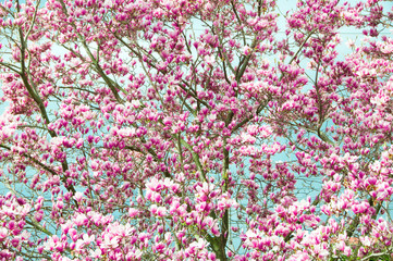Magnolia tree with flowers