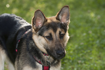 German Shepherd