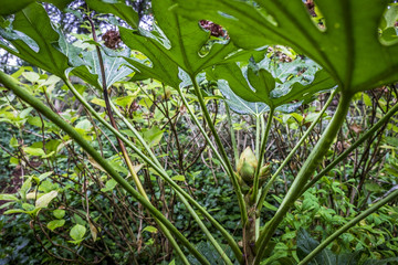Obraz premium Vegetation in Jardin des Plantes garden public park in Toulouse