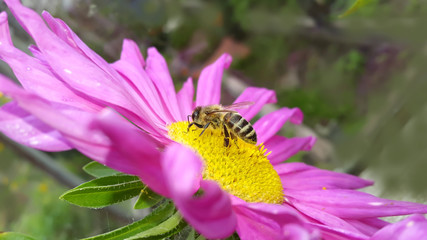 Autumn. Honey Bee on the pink aster