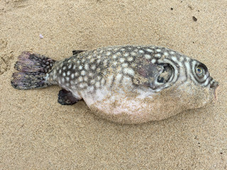 dead fish on beach