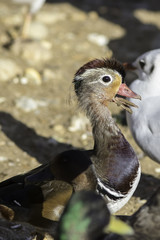 Growing up - Mandarin duck with mouth full of mud