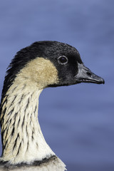Profile of the Hawaiian goose (Nene)