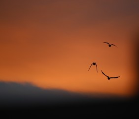 Birds at Sunset