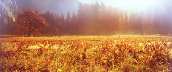 Foto op Canvas Autumn in Yosemite © Galyna Andrushko