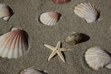 貝殻とヒトデ