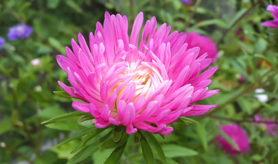 Autumn flowers. Pink Astra.