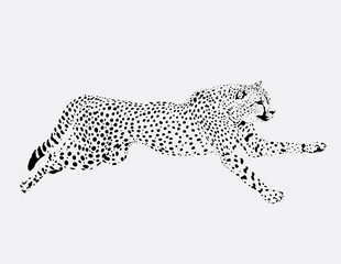 figure running Leopard on a grey background