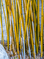 Yellow Bamboo