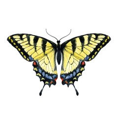 Watercolor hand drawn butterfly