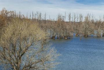 Cypress trees in the lake.