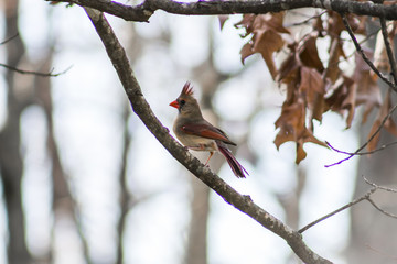 Female Cardinal sitting on a tree branch.