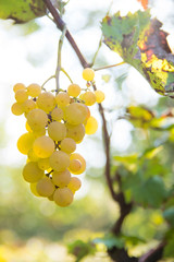 Ripe grapes on branch with leaves in sunshine