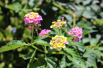 Flowers Lantana camara