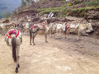 White horse used for carry luggage and tourist to Annapurna base camp, Nepal