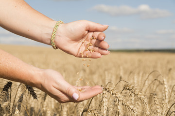 The girl sees the harvest of cereals in the field, emptying it f