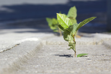 Plant growing in concrete sidewalk