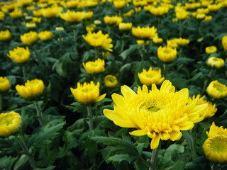 満開の黄色い菊
