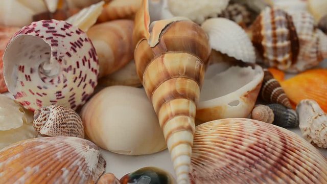 Shooting of cockleshells on a white background.