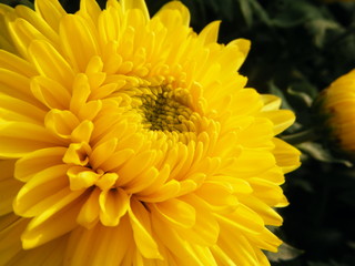 黄色の菊の花（クローズアップ）