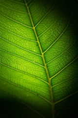 green leaves of the trees