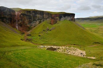 Naklejka premium Mob of Icelandic sheep
