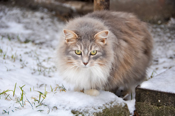 cat walking in snow