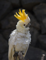 Sulphur-crested Cockatoo
