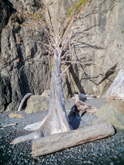 Driftwood, Ruby Beach, Olympic National Park, Washington