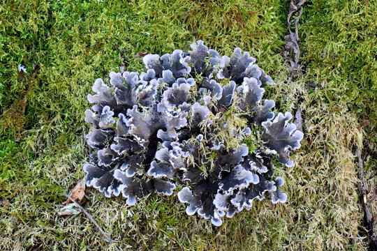 Dog lichen,  Peltigera canina
