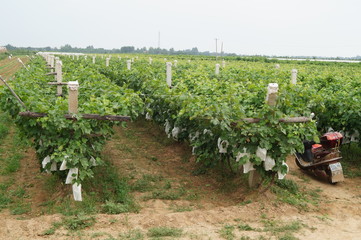 Fototapeta na wymiar Bagging grapes Weinan, China