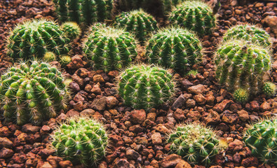 cactus in desert, cactus on rock, cactus Nature green background or wallpaper, domestic cactus closeup. cactus tree