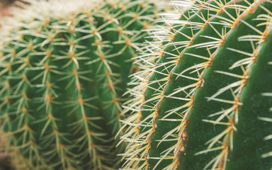 Close up of shaped cactus with long thorns, cactus Nature green background or wallpaper, cactus tree