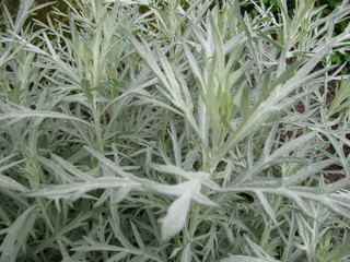 Wei&szlig;er Beifu&szlig;