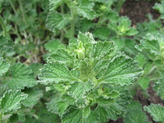 Gewöhnlicher Andorn