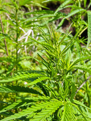 Bushes of the cannabis plant