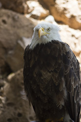 Bald Eagle close up