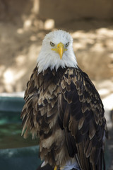 Bald Eagle close up