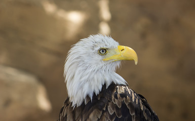 Obraz premium Bald Eagle close up