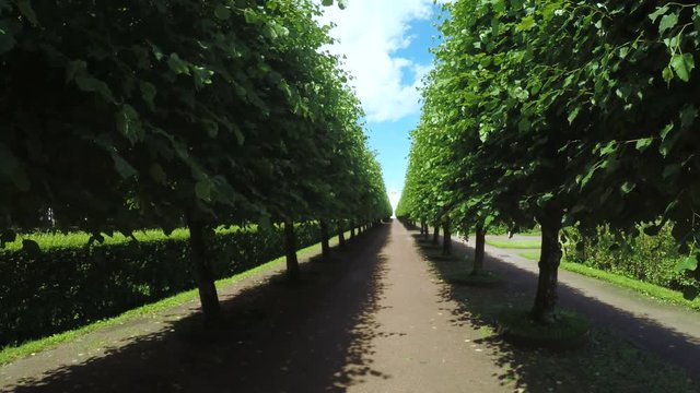 Alley in the Park in Peterhof