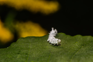 Weiße Käferlarve krabbelt über Blatt © nounours1