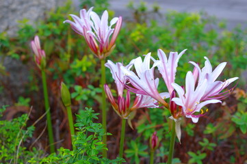 薄桃色のリコリス