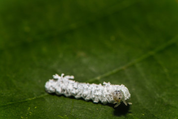 Weiße Käferlarve krabbelt über Blatt © nounours1