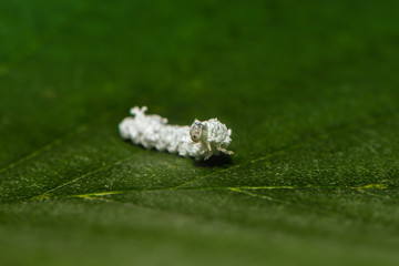 Weiße Käferlarve krabbelt über Blatt © nounours1