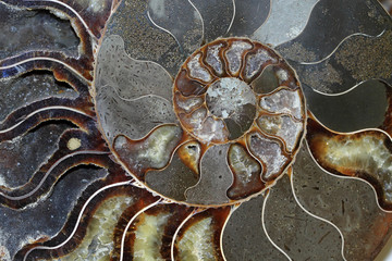 Beautiful Ammonites fossils  © Jolanta Mayerberg