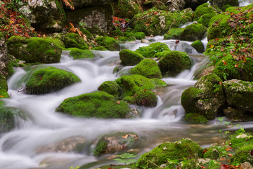 Mountain creek in the autumn forest in Triglav national park