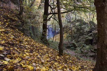 autumn forest