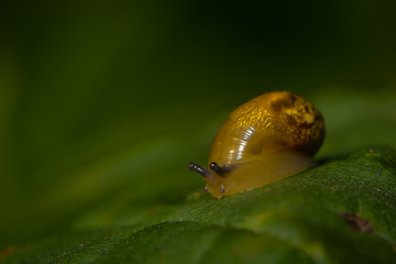 Spitzschlammschnecke kriecht über Blatt