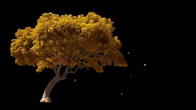 Blowing on the wind beautiful full size real autumn yellow lonely tree with leaves falling, isolated on alpha channel with black and white luminance matte, perfect for digital composition